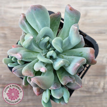 Load image into Gallery viewer, Echeveria 'Irish Mint' Monstrose
