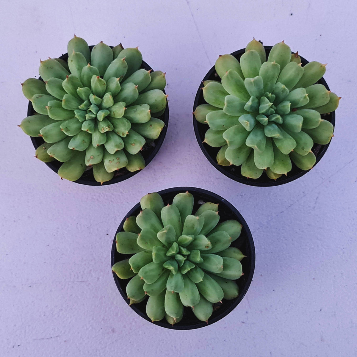 Echeveria 'Irish Mint'