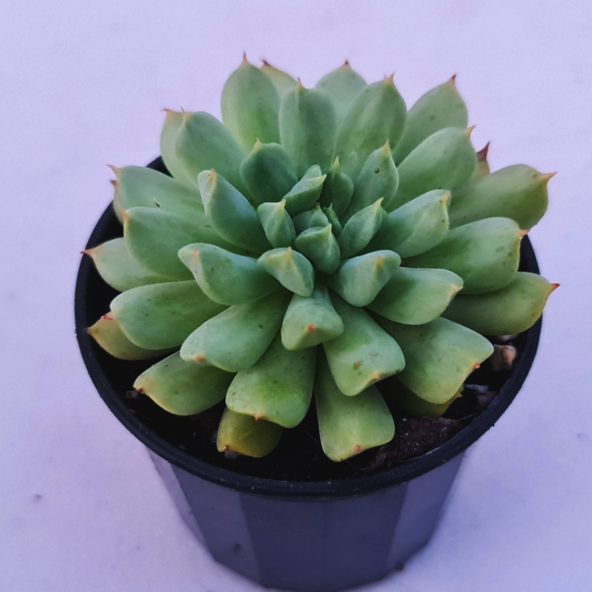 Echeveria 'Irish Mint'