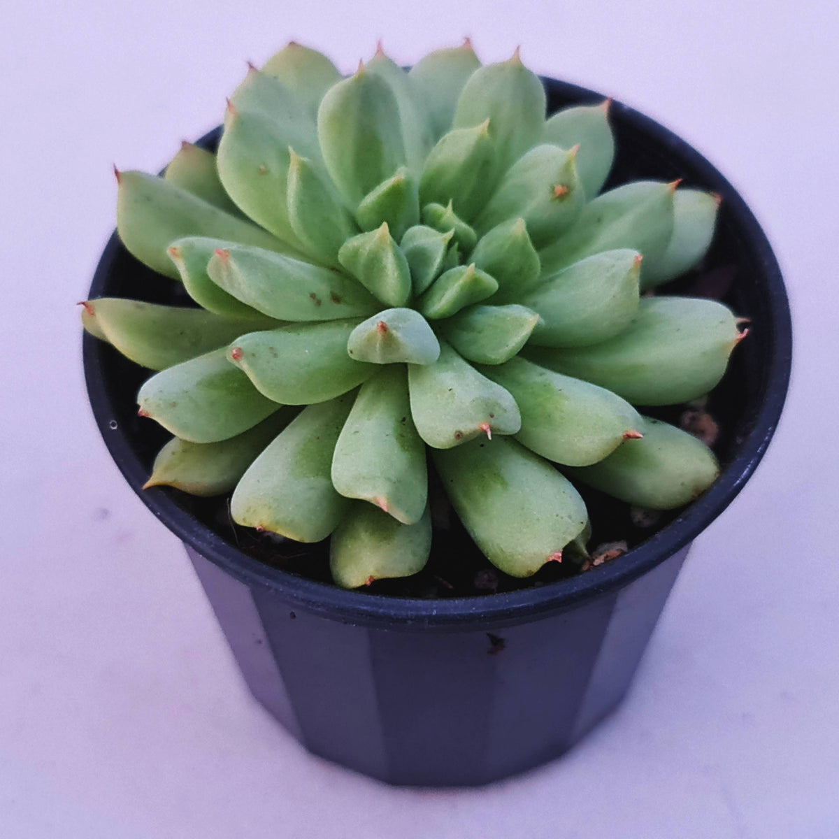 Echeveria 'Irish Mint'