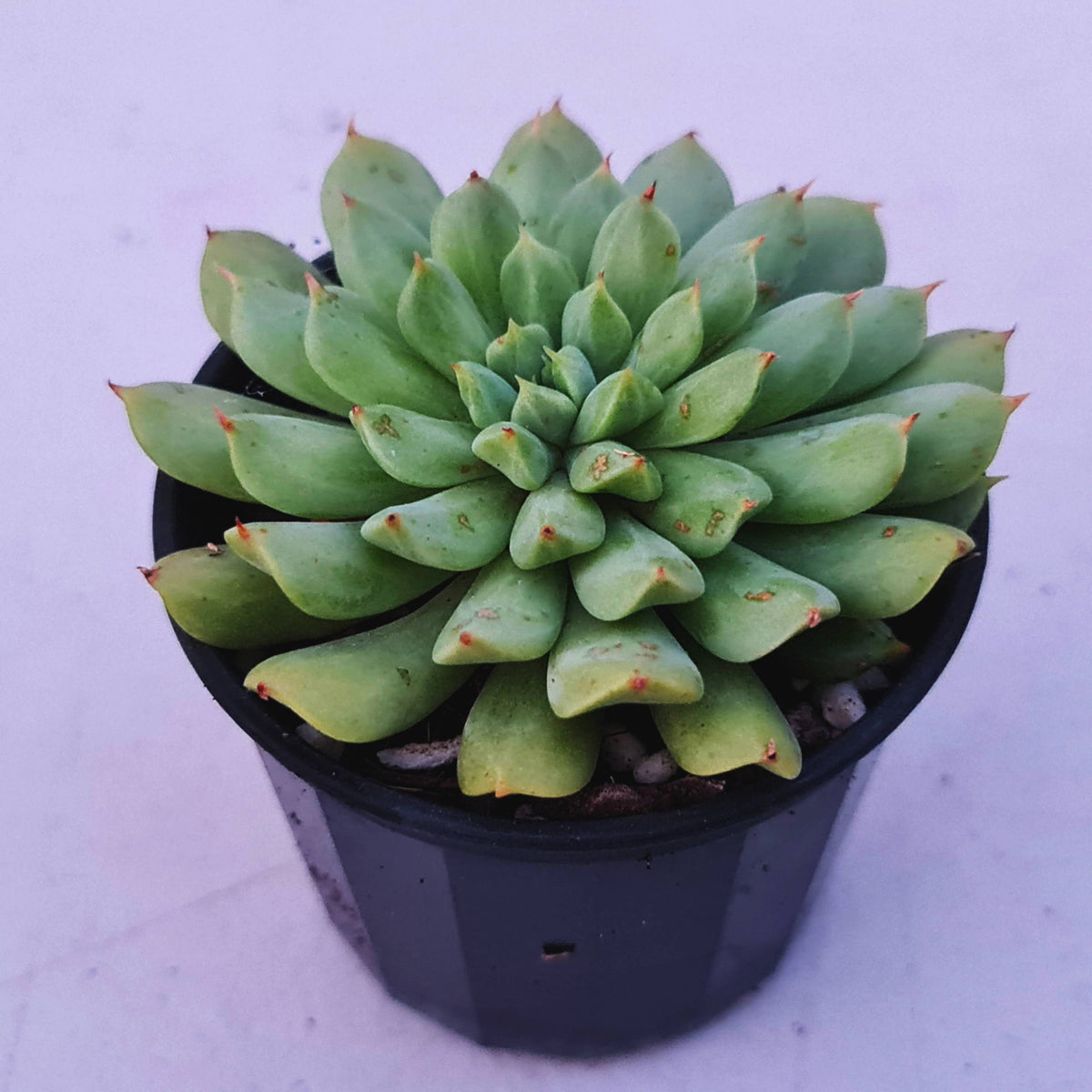 Echeveria 'Irish Mint'