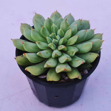 Load image into Gallery viewer, Echeveria &#39;Irish Mint&#39;
