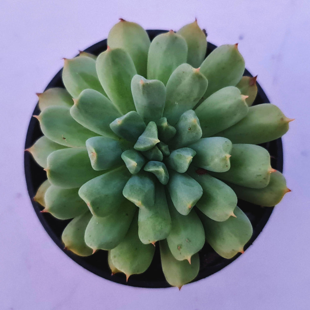 Echeveria 'Irish Mint'