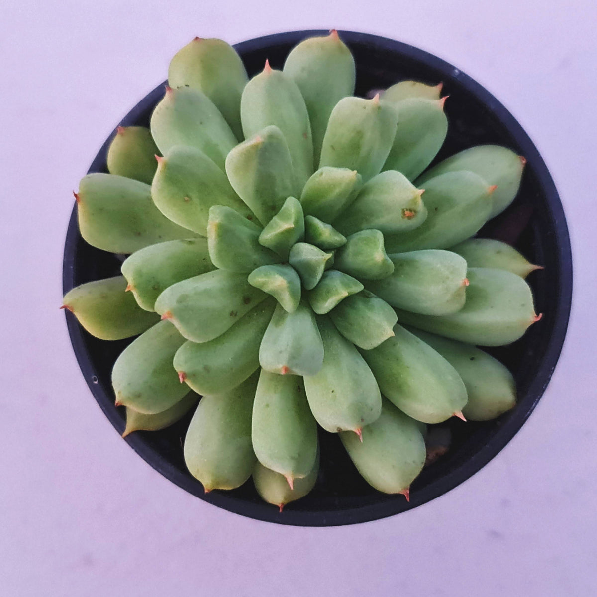 Echeveria 'Irish Mint'