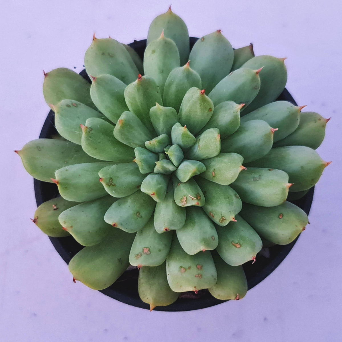 Echeveria 'Irish Mint'