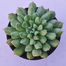 Load image into Gallery viewer, Echeveria &#39;Irish Mint&#39;
