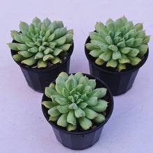 Load image into Gallery viewer, Echeveria &#39;Irish Mint&#39;
