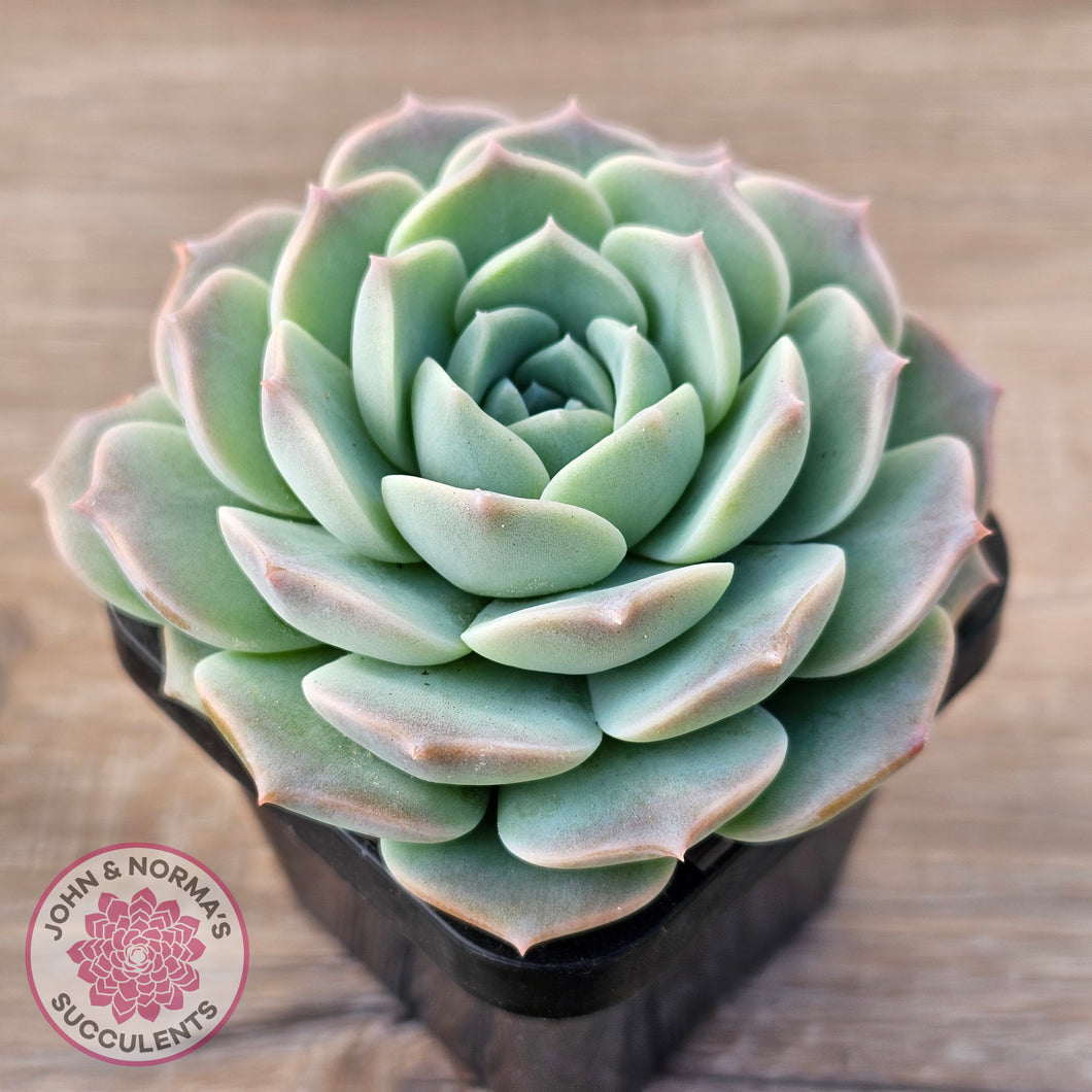 Echeveria 'Jade Kylin'