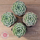 Echeveria 'Jade Kylin'