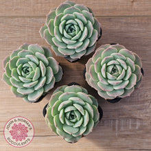 Load image into Gallery viewer, Echeveria &#39;Jade Kylin&#39;
