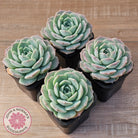 Echeveria 'Jade Kylin'