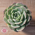 Echeveria 'Jade Kylin'
