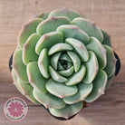 Echeveria 'Jade Kylin'