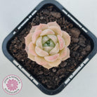 Echeveria 'Jade Kylin'