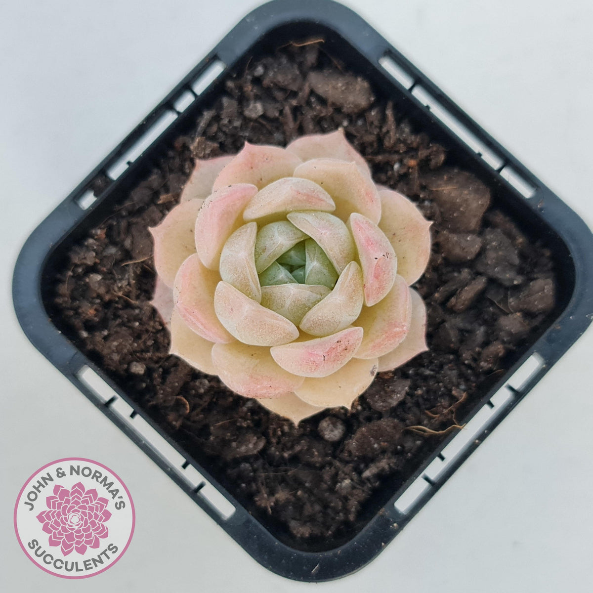 Echeveria 'Jade Kylin'