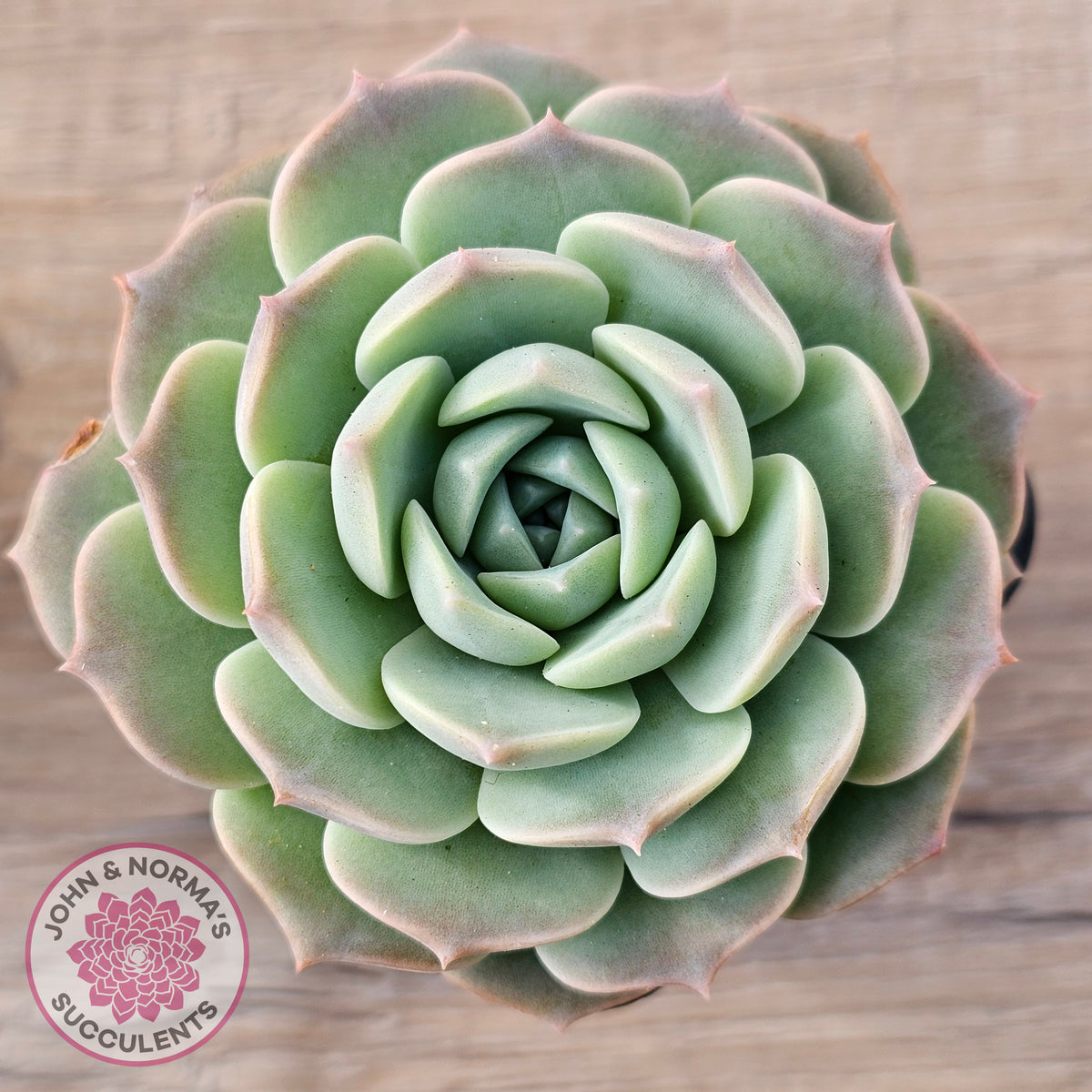 Echeveria 'Jade Kylin'