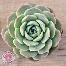 Load image into Gallery viewer, Echeveria &#39;Jade Kylin&#39;
