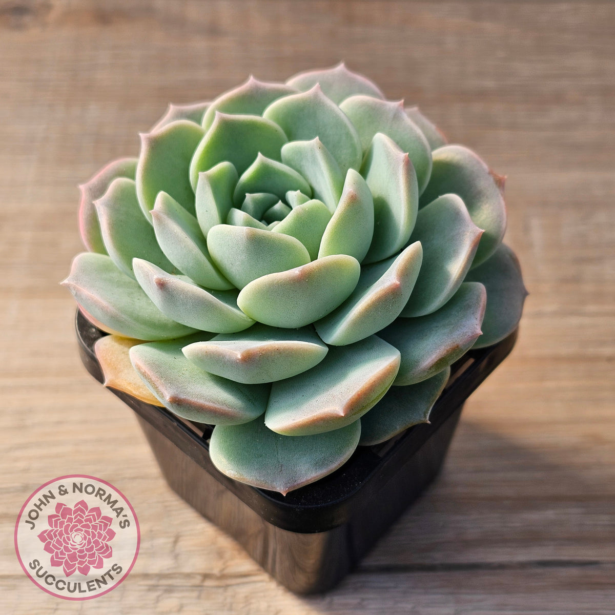 Echeveria 'Jade Kylin'