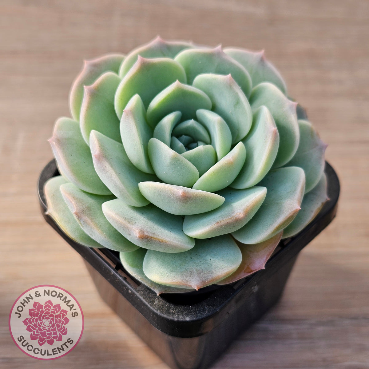 Echeveria 'Jade Kylin'