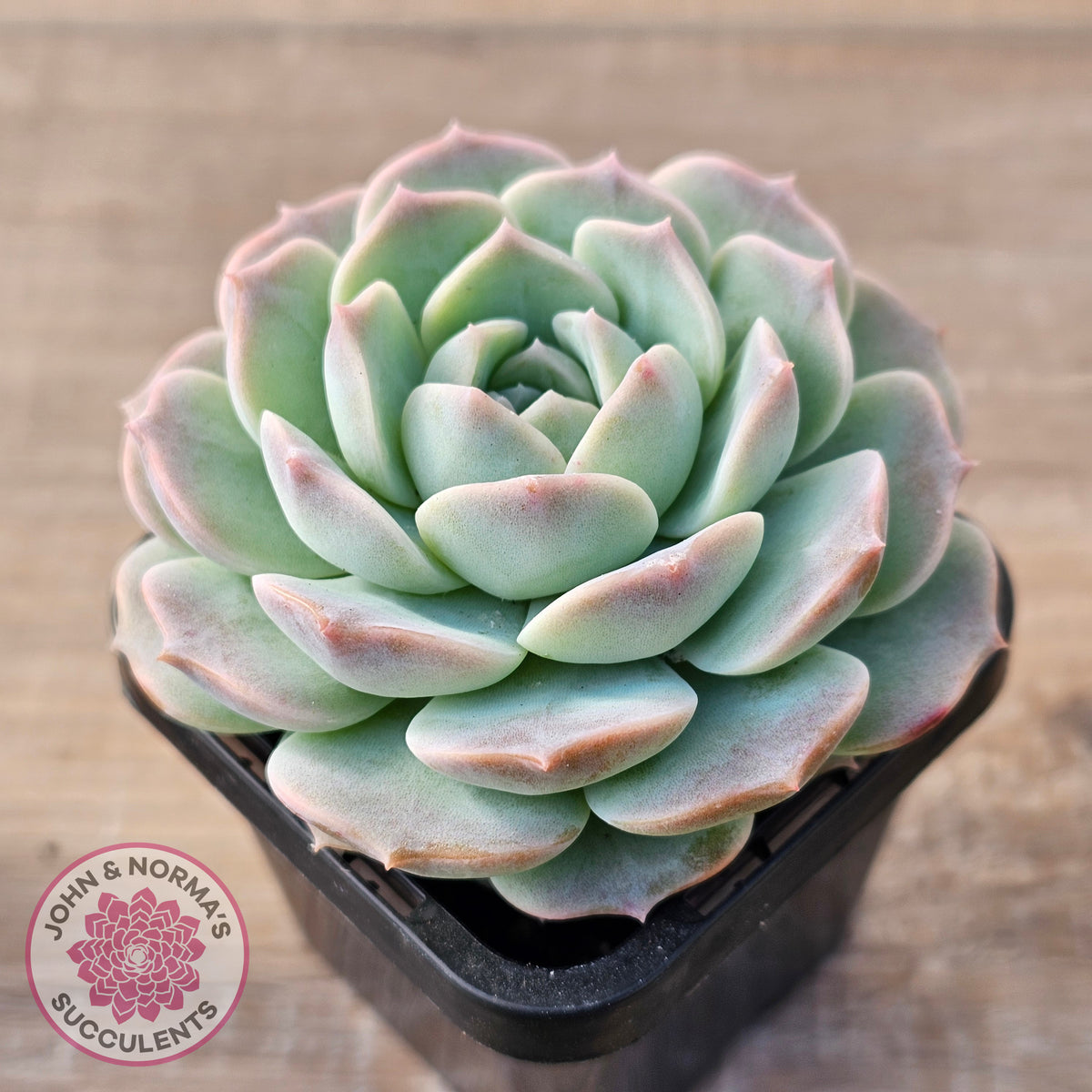 Echeveria 'Jade Kylin'
