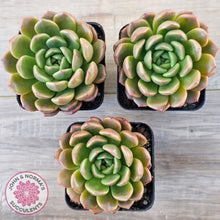 Load image into Gallery viewer, Echeveria 'Jade Orange'
