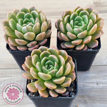 Load image into Gallery viewer, Echeveria 'Jade Orange'
