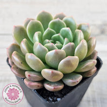 Load image into Gallery viewer, Echeveria 'Jade Orange'

