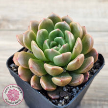 Load image into Gallery viewer, Echeveria 'Jade Orange'
