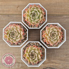 Echeveria 'Jam Malgan'