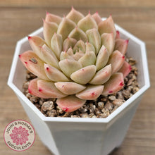 Load image into Gallery viewer, Echeveria &#39;Jam Malgan&#39;
