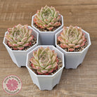 Echeveria 'Jam Malgan'