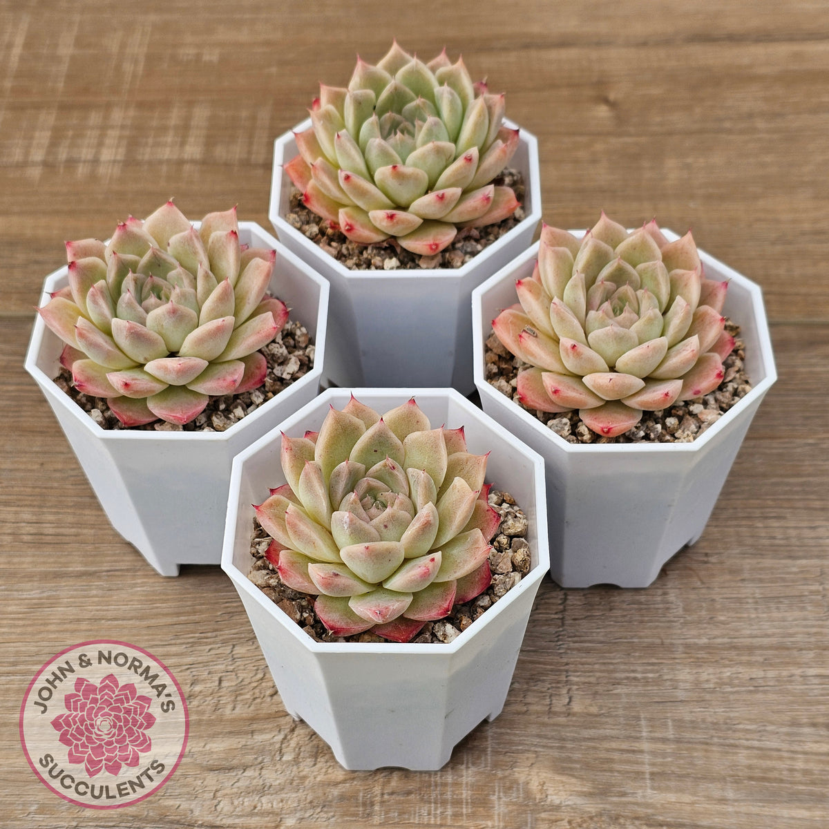 Echeveria 'Jam Malgan'