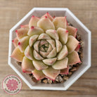 Echeveria 'Jam Malgan'