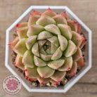 Echeveria 'Jam Malgan'