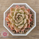 Echeveria 'Jam Malgan'