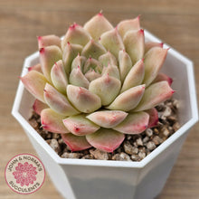 Load image into Gallery viewer, Echeveria &#39;Jam Malgan&#39;
