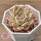 Echeveria 'Jam Malgan'