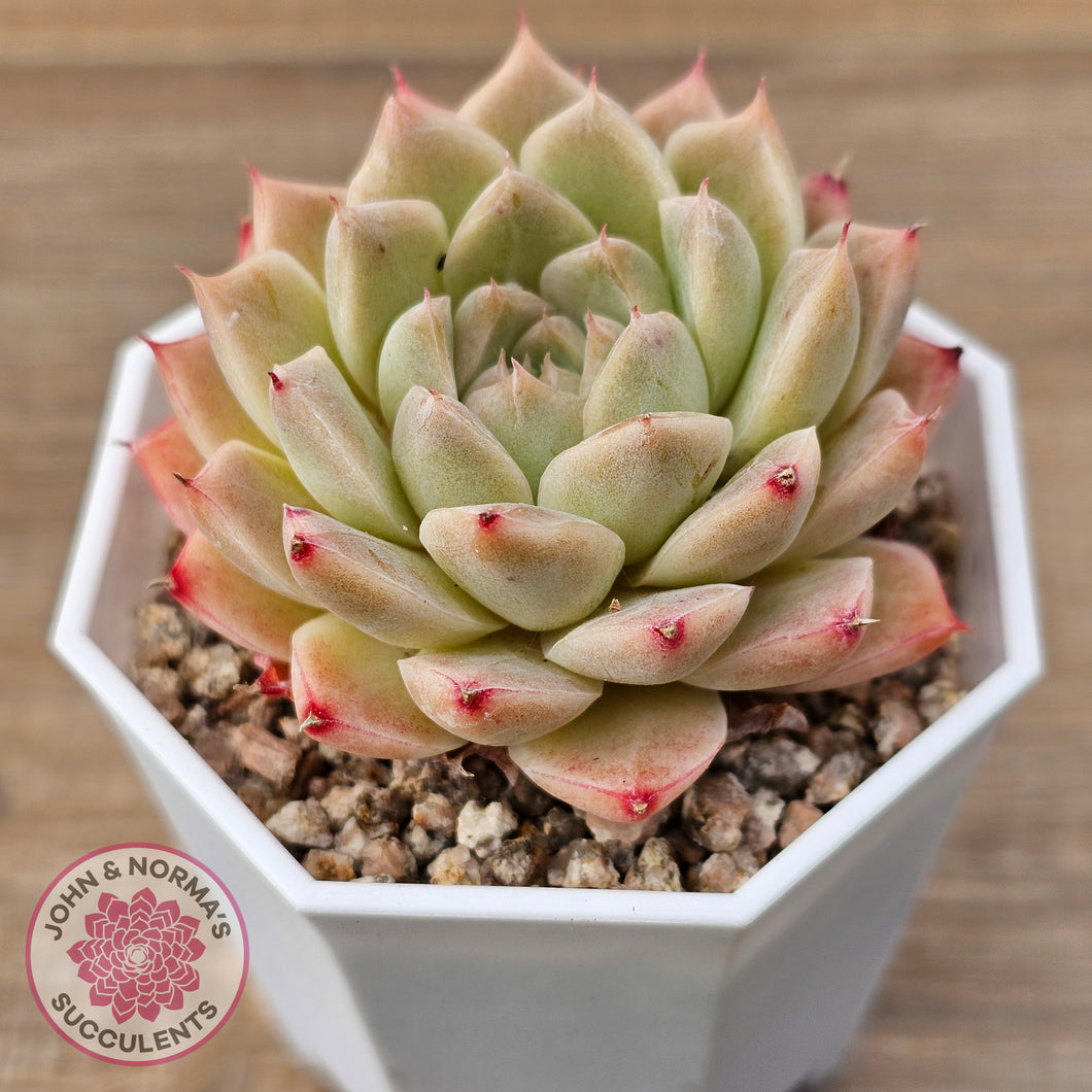 Echeveria 'Jam Malgan'