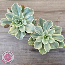 Load image into Gallery viewer, Echeveria Jippon Moon River Variegated (Lg)
