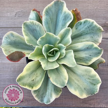 Load image into Gallery viewer, Echeveria Jippon Moon River Variegated (Lg)
