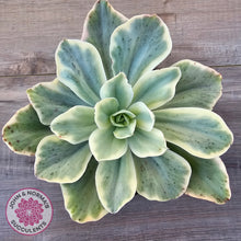Load image into Gallery viewer, Echeveria Jippon Moon River Variegated (Lg)
