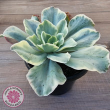 Load image into Gallery viewer, Echeveria Jippon Moon River Variegated (Lg)
