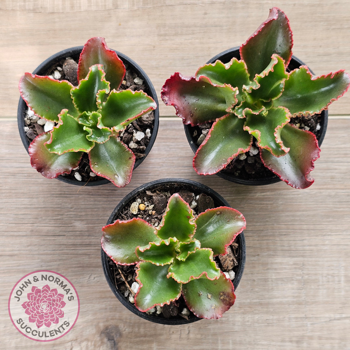 Echeveria 'Katella'