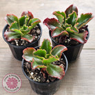 Echeveria 'Katella'