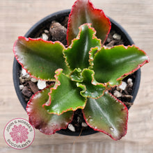Load image into Gallery viewer, Echeveria &#39;Katella&#39;
