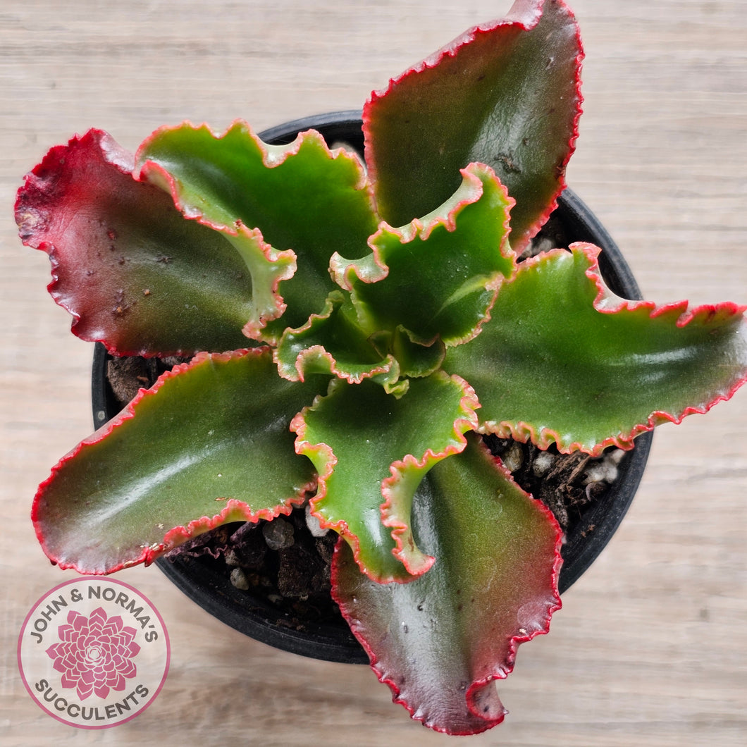 Echeveria 'Katella'