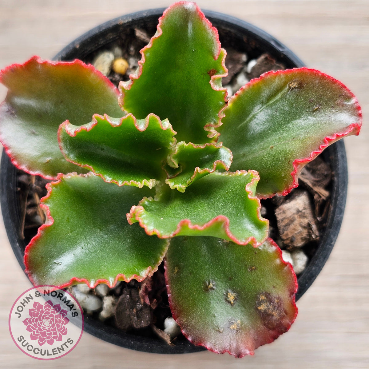 Echeveria 'Katella'
