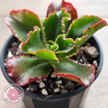 Load image into Gallery viewer, Echeveria &#39;Katella&#39;
