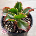 Echeveria 'Katella'