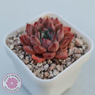 Echeveria 'Katyusha'